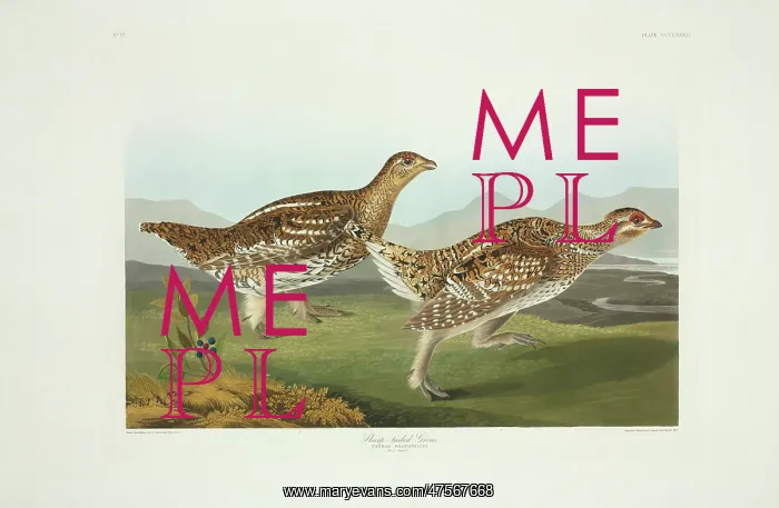 : Tympanuchus phasianellus, sharp-tailed grouse : Tympanuchus phasianellus, sharp-tailed grouse
