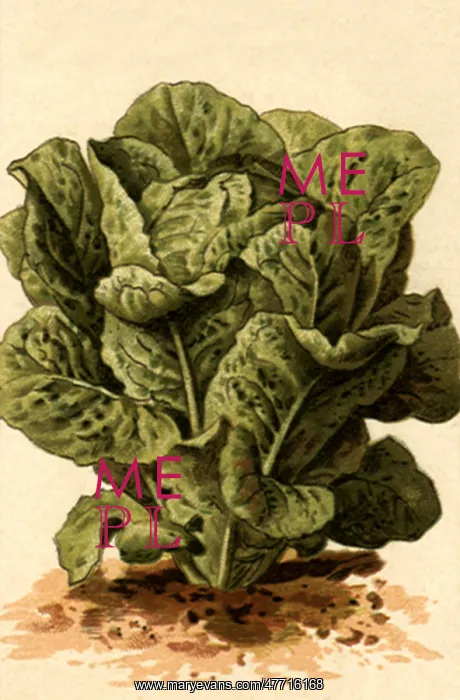  : Type of Romaine