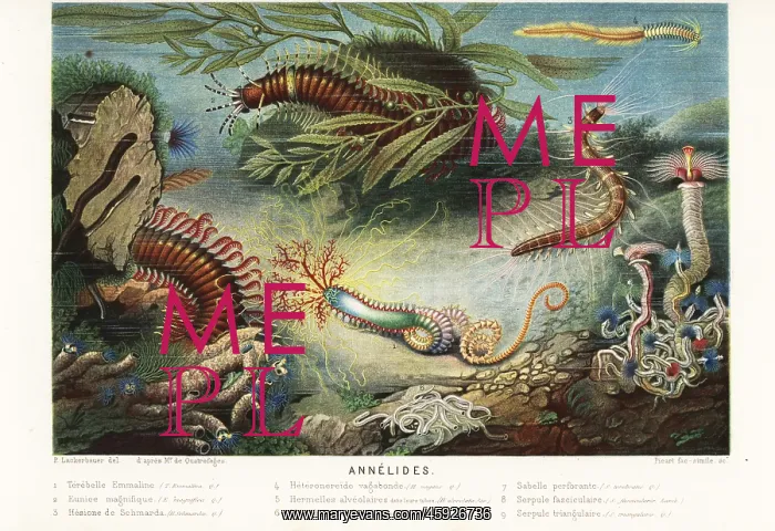: Types of annelids or marine segmented worms : Types of annelids or marine segmented worms