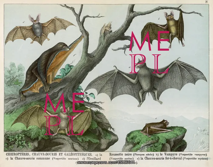 : Six types of bat : Six types of bat