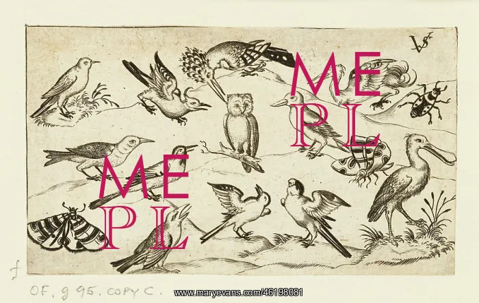 : Twelve types of birds, including an owl and pelican : Twelve types of birds, including an owl and pelican