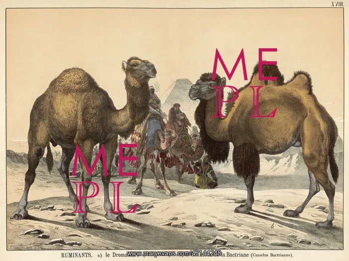 : Two types of camel : Two types of camel