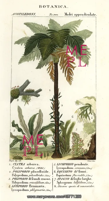 : Types of ferns and fern trees : Types of ferns and fern trees