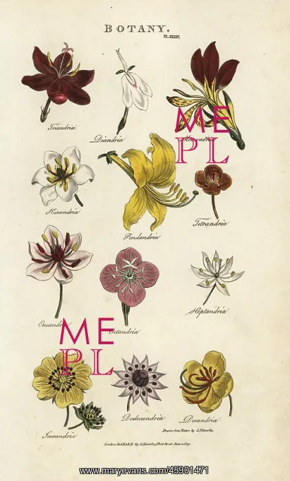 : Types of flowers: Triandria, Diandria, Hexandria : Types of flowers: Triandria, Diandria, Hexandria