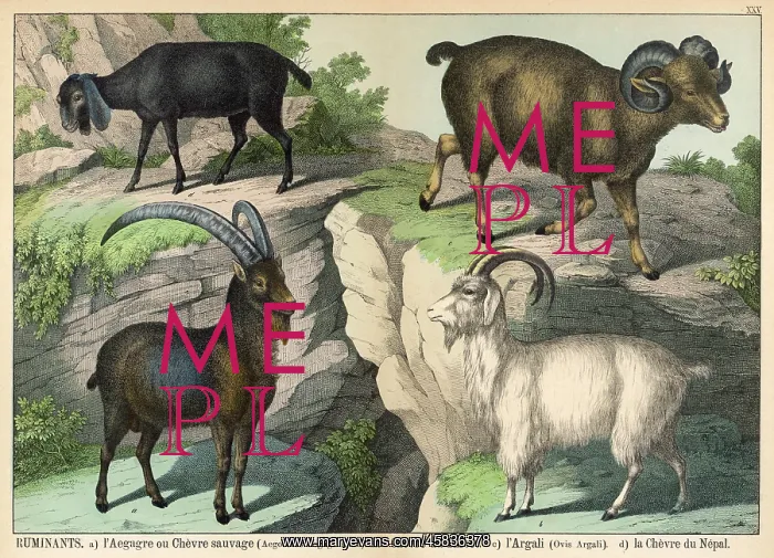 : Four types of goat : Four types of goat