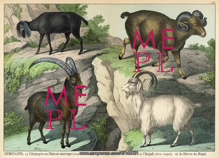 : Four types of goat : Four types of goat