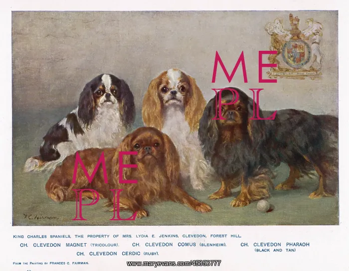 : FOUR TYPES OF KC SPANIEL : FOUR TYPES OF KC SPANIEL