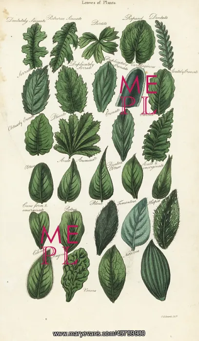 : Types of leaves of plants : Types of leaves of plants