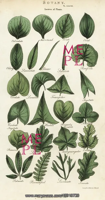 : Types of leaves of plants : Types of leaves of plants