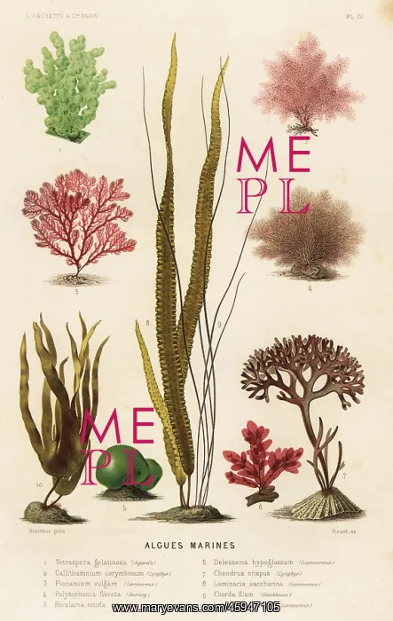 : Types of marine algae : Types of marine algae