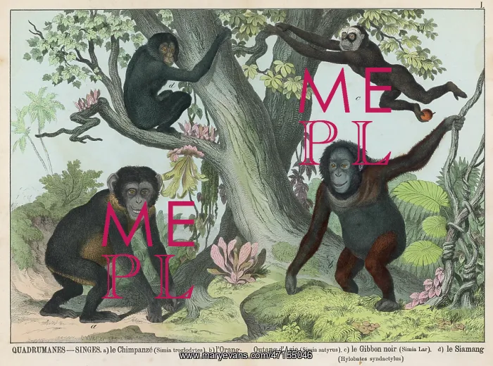 : Four types of Monkey : Four types of Monkey