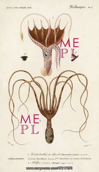 : TWO TYPES OF OCTOPODES : TWO TYPES OF OCTOPODES