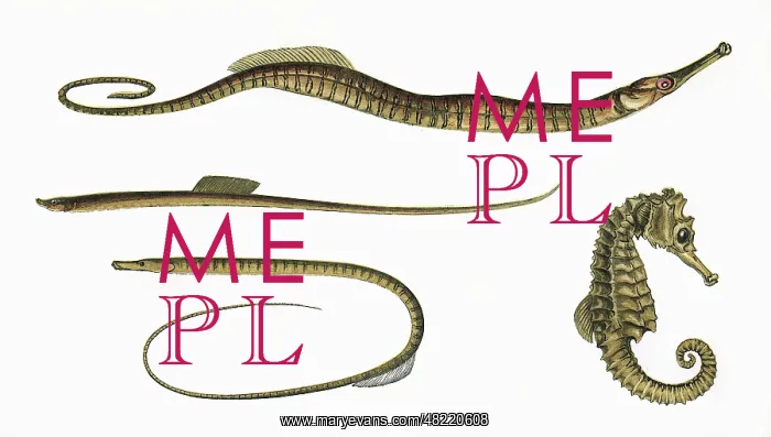 : Three types of Pipefish and a Seahorse : Three types of Pipefish and a Seahorse