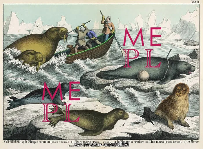 : Five types of sea creature : Five types of sea creature