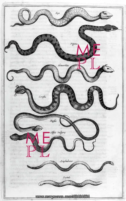 : Types of snakes, from Arca Noe, (building the : Types of snakes, from Arca Noe, (building the