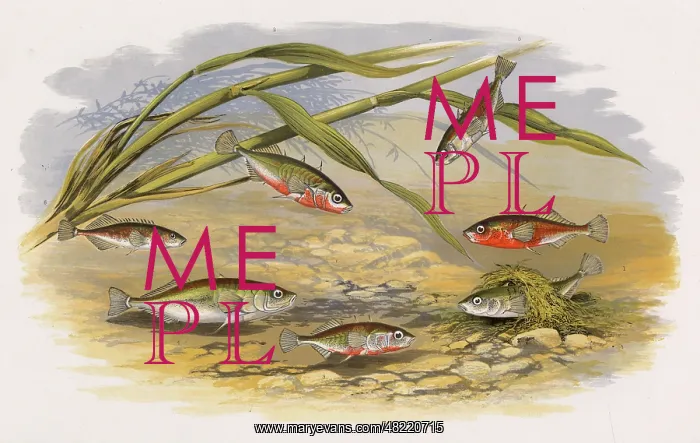: Six types of Stickleback : Six types of Stickleback