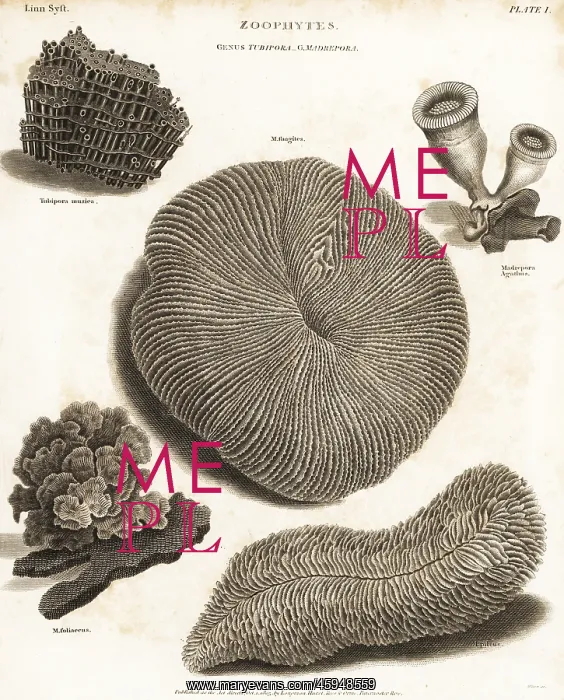 : Types of stony coral : Types of stony coral