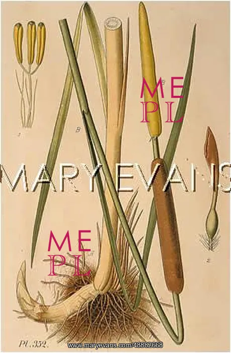 : TYPHA ANGUSTIFOLIA : TYPHA ANGUSTIFOLIA