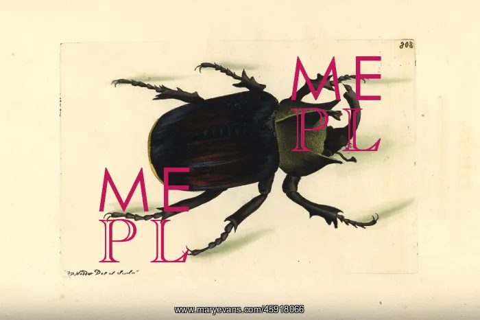 : Typhon beetle, Scarabaeus typhon : Typhon beetle, Scarabaeus typhon