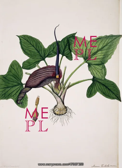 : Typhonium roxburghii : Typhonium roxburghii