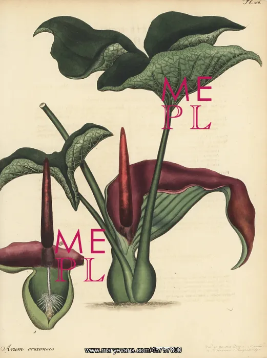 : Typhonium trilobatum : Typhonium trilobatum