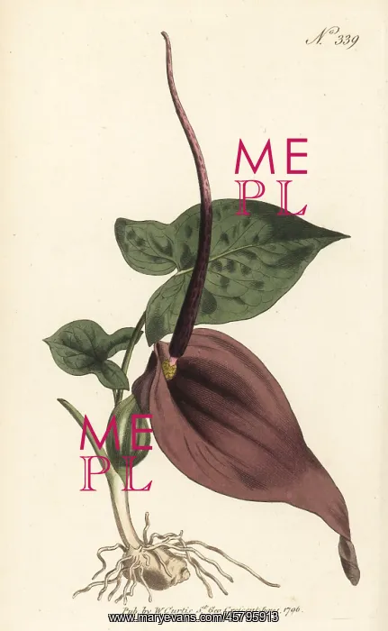 : Typhonium trilobatum : Typhonium trilobatum