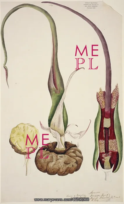 : Typhonium venosum, voodoo lily : Typhonium venosum, voodoo lily