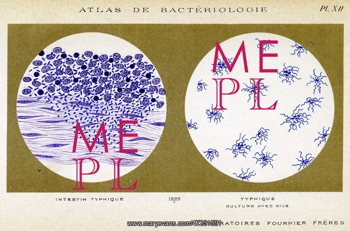 : TYPHUS BACILLUS : TYPHUS BACILLUS