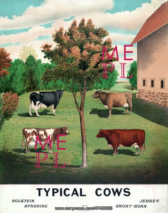  : Typical cows