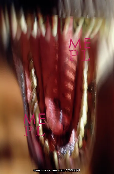 : Tyrannosaurus rex : Tyrannosaurus rex