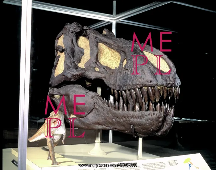 : Tyrannosaurus rex : Tyrannosaurus rex