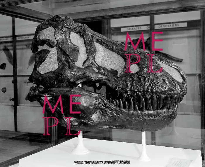 : Tyrannosaurus rex : Tyrannosaurus rex