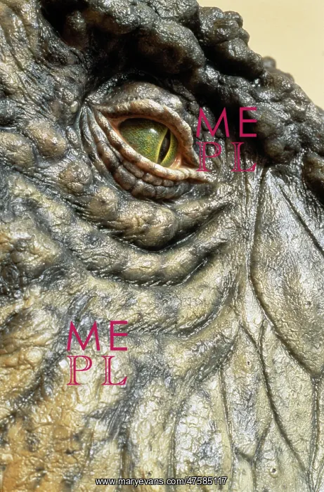 : Tyrannosaurus rex : Tyrannosaurus rex