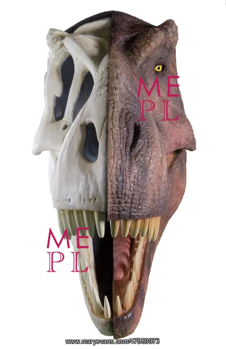 : Tyrannosaurus rex : Tyrannosaurus rex