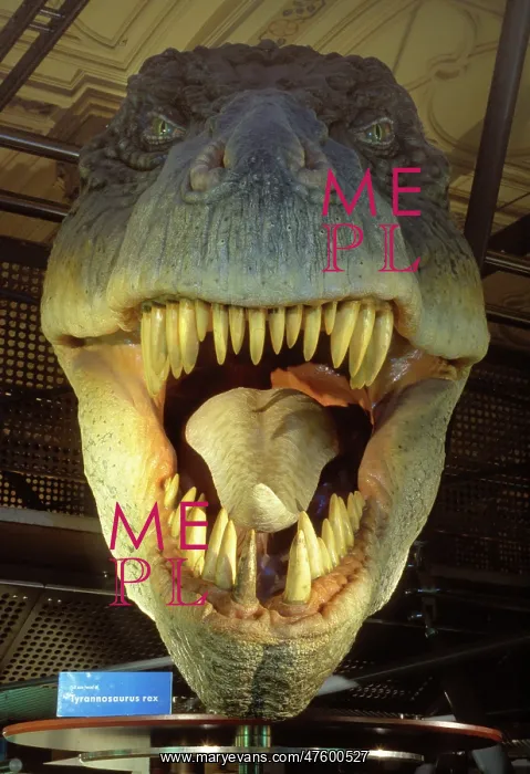 : Tyrannosaurus rex : Tyrannosaurus rex