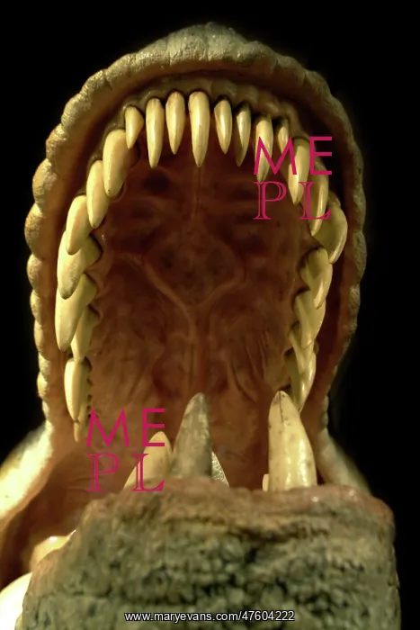 : Tyrannosaurus rex : Tyrannosaurus rex