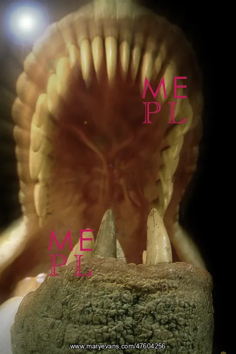 : Tyrannosaurus rex : Tyrannosaurus rex