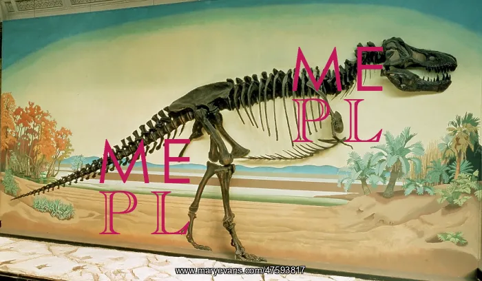 : Tyrannosaurus rex skeleton : Tyrannosaurus rex skeleton