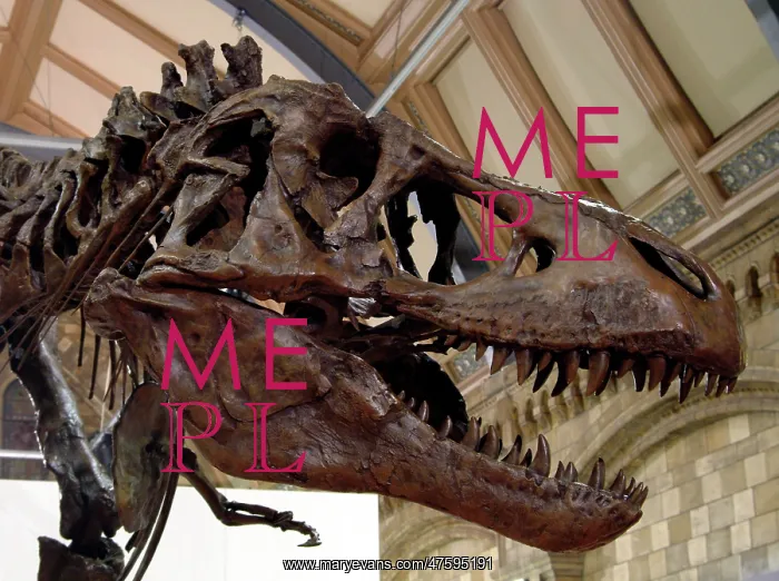 : Tyrannosaurus rex skeleton : Tyrannosaurus rex skeleton