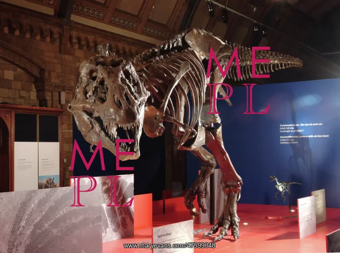 : Tyrannosaurus rex skeleton : Tyrannosaurus rex skeleton