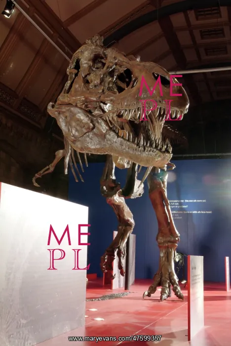  : Tyrannosaurus rex skeleton
