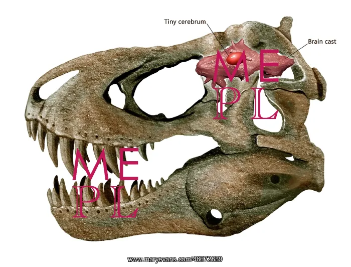 : Tyrannosaurus rex skull and brain : Tyrannosaurus rex skull and brain