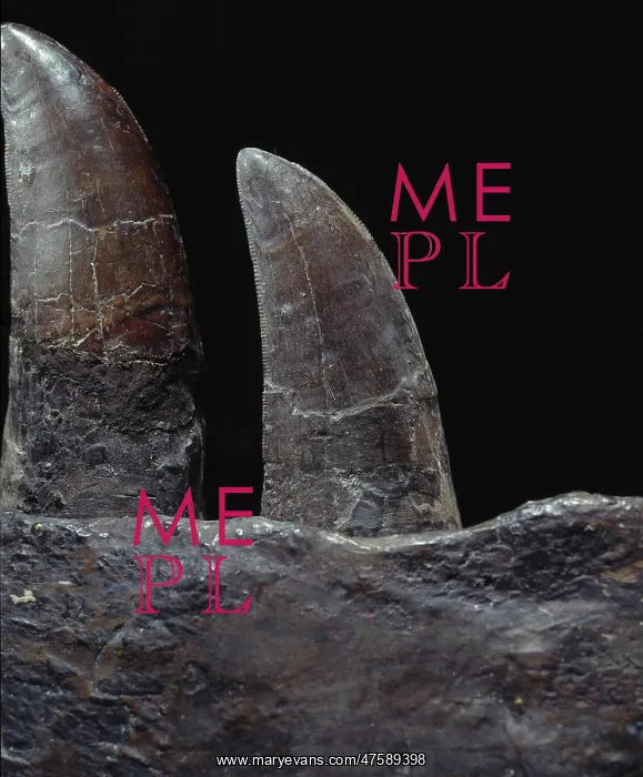: Tyrannosaurus rex teeth : Tyrannosaurus rex teeth