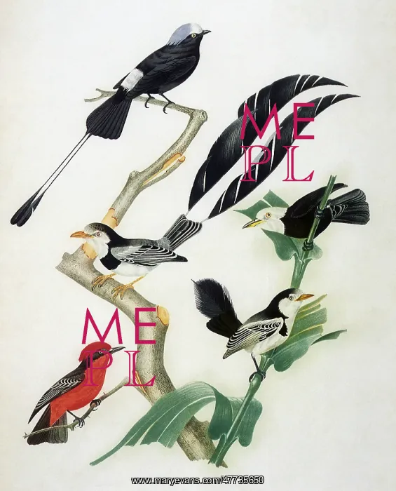: Tyrants and Flycatcher : Tyrants and Flycatcher