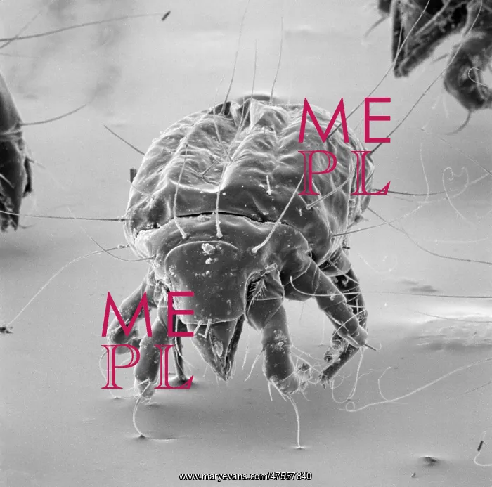 : Tyrophagus casei, cheese mite : Tyrophagus casei, cheese mite