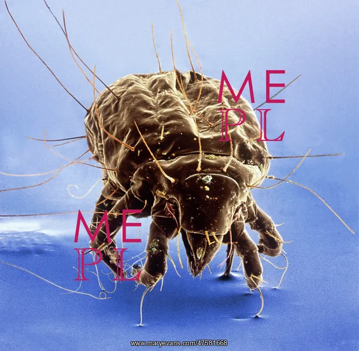 : Tyrophagus casei, cheese mite : Tyrophagus casei, cheese mite