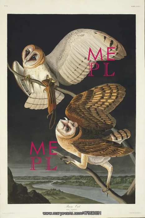 : Tyto alba, barn owl : Tyto alba, barn owl