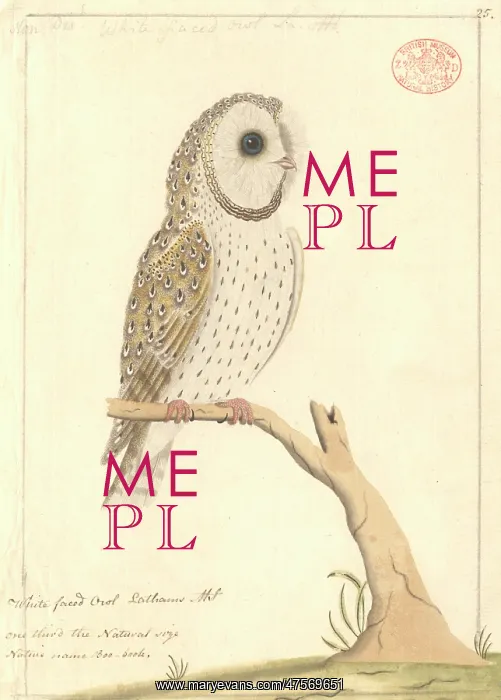 : Tyto alba, barn owl : Tyto alba, barn owl