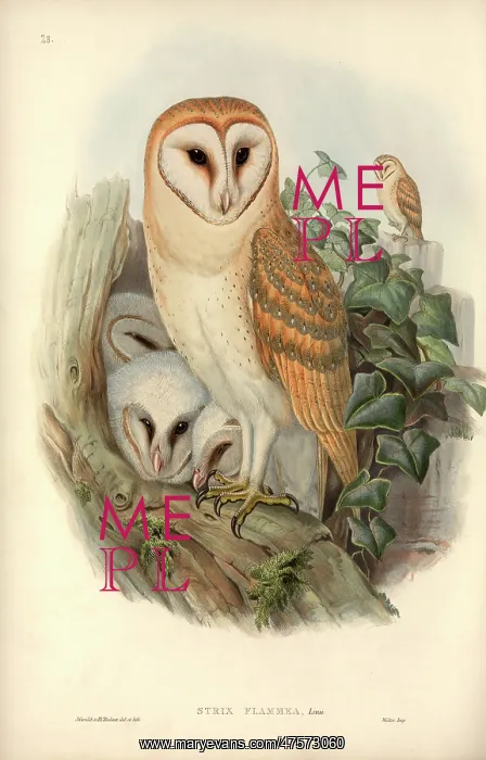 : Tyto alba, barn owl : Tyto alba, barn owl