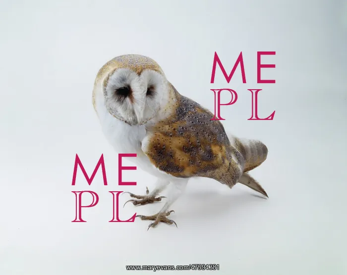 : Tyto alba, barn owl : Tyto alba, barn owl